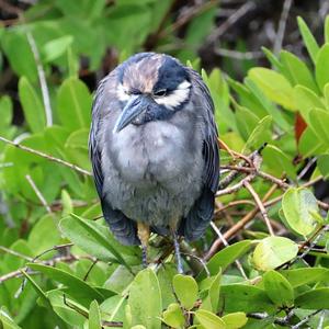 Yellow-crowned Night-heron