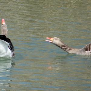 Greylag Goose