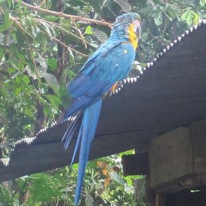 Blue-and-yellow Macaw