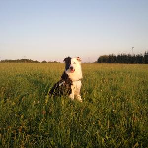 Border Collie