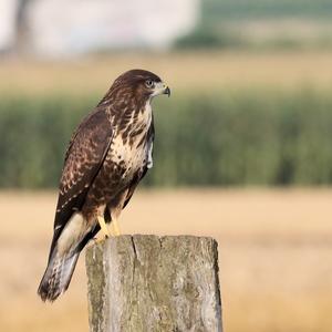 Common Buzzard