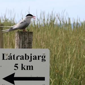 Küstenseeschwalbe