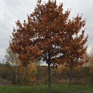 Sessile Oak