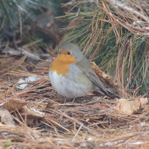 European Robin