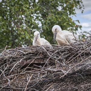 White Stork