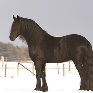 Friesian