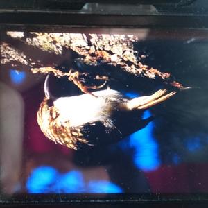 Eurasian Treecreeper