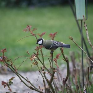 Great Tit