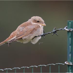 Red-backed Shrike