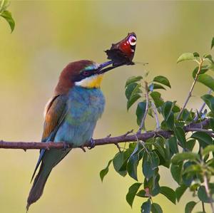 European Bee-eater