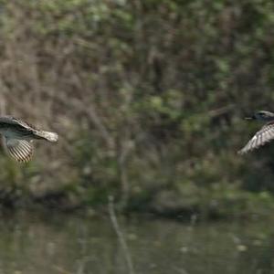 Gadwall