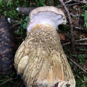 Bitter Bolete