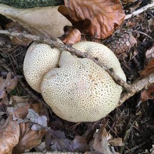 Pigskin Poison Puffball