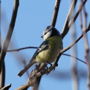 Blue Tit