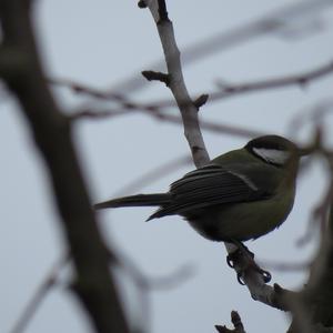 Great Tit