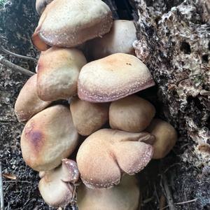 Changing Pholiota