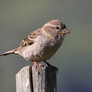 House Sparrow