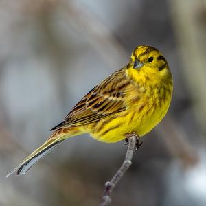 Yellowhammer