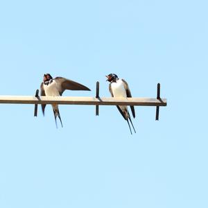 Barn Swallow