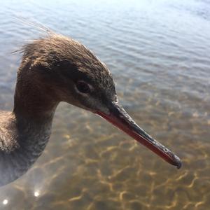 Red-breasted Merganser