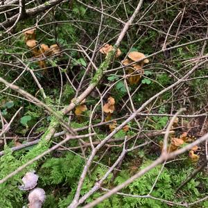 Trumpet Chanterelle