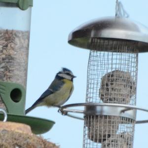 Blue Tit