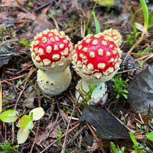 Fly Agaric