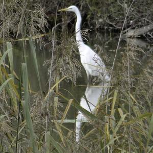 Great Egret