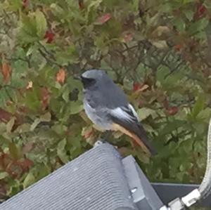 Black Redstart