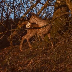 European Roe Deer