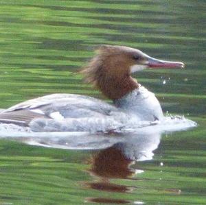 Common Merganser