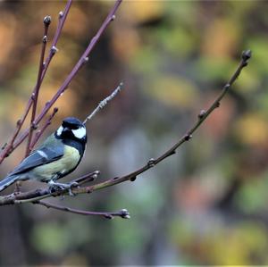 Great Tit