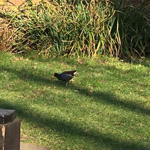 Common Moorhen