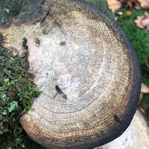 Thick-maze Oak polypore