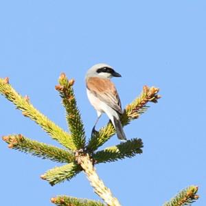 Red-backed Shrike