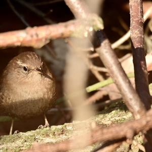 Winter Wren