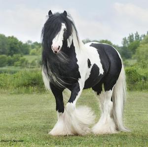 Gypsy Vanner Horse