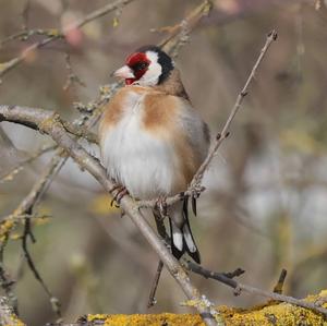 European Goldfinch