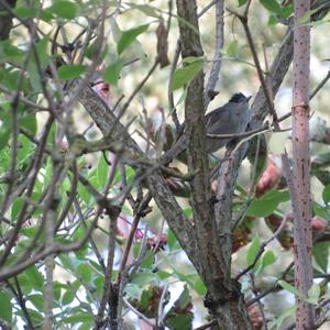 Blackcap