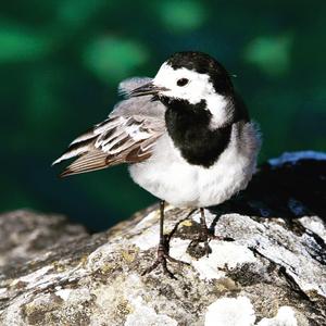 White Wagtail