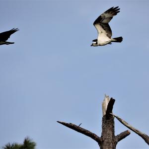 Osprey