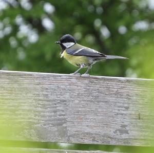 Great Tit