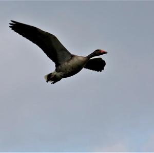 Greylag Goose