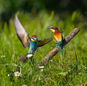 European Bee-eater