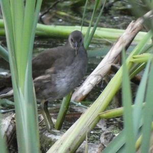 Common Moorhen