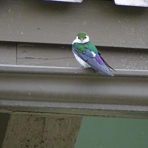 Violet-green Swallow