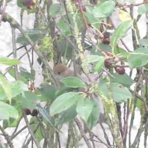 Blackcap