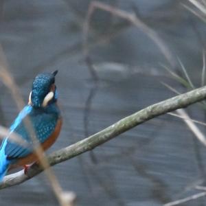 Common Kingfisher