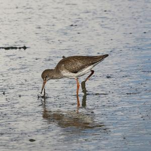 Common Redshank