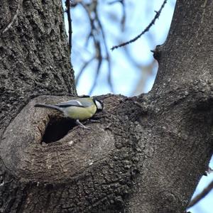 Great Tit